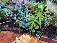 -森味薪火烧•烧鸟居酒屋•日本料理(望京店)