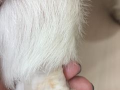 -爱侣宠医·鹦鹉专科·小型哺乳类·异宠专科(灵石路店)