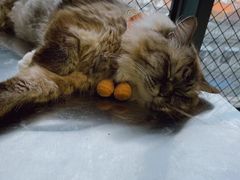 -怪兽屋·羊驼·猫咖·狗咖(俊华广场店)