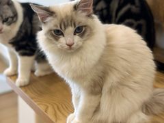 -有喵·猫咖·狗咖·30几只猫10只小狗(岗厦店)