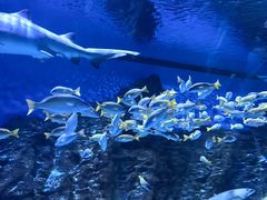 -海合安武汉极地海洋公园