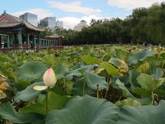 -莲花池公园