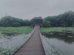 -荷塘月色湿地公园·向阳花洲