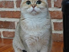 -猫咪咖啡·猫咖(万达广场店)