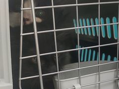 -乖乖宠物医院·猫科·急重症中心(车站北路分院)