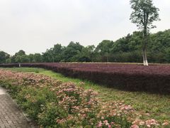 -九里河湿地公园