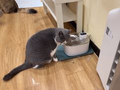 -滚猫咖啡·猫咖·猫友好撸猫(未来城店)