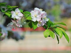 -海棠花溪(元大都城垣遗址公园)