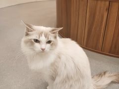 -飞行喵MR PILOT|猫舍·猫咖(静安大融城店)