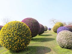 -荷兰花海