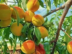 -樂桃源奉贤黄桃种植采摘基地