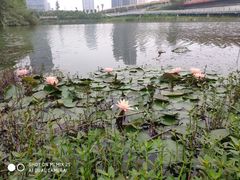 -艾溪湖湿地公园