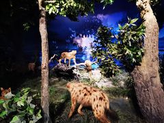 -国家自然博物馆