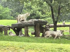 -北京野生动物园