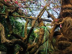 -呀路古热带植物园