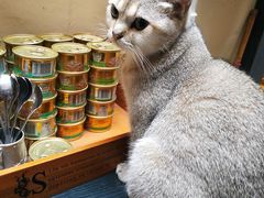 -猫色咖啡·猫咖
