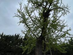 -苏州文庙(姑苏区)