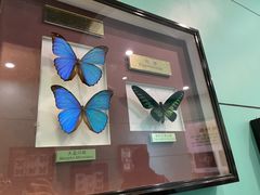 -上海昆虫博物馆