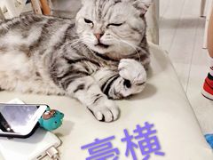 -喵的天空名猫咖啡馆·撸猫·猫舍·用品