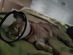 -瑞派雷欧宠物医院·24h夜诊·心脏骨科牙科·全科重症转诊中心(无影山店)