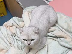 -宠颐生宠物医院·异宠猫科内科·诊疗中心宠巢店
