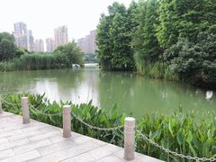 -青枫公园