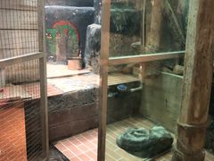 -猫咪博物馆(顶澳仔猫街店)