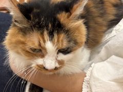 -玫瑰咖啡(中山六路店)