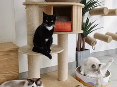 -Heymao猫咖.咖啡厅(东门店)