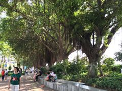 -广场正宗原汁薏米店