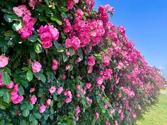-悦见花开·花园里的火锅·露营·下午茶