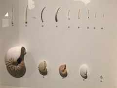 -青岛贝壳博物馆