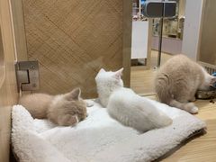 -屋虎猫馆(宝安大仟里店)
