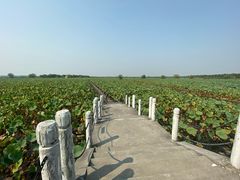 -洪湖生态旅游区