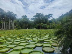 -中国科学院西双版纳热带植物园