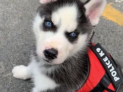 -Husky Go! 哈士奇体验馆·宠物咖啡厅狗咖