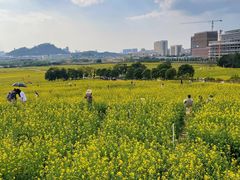 -光明小镇欢乐田园