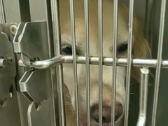 -佳雯宠物医院·皮肤科·内外科(春晓路分院)