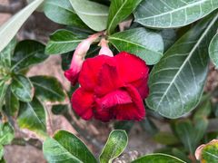 -中国科学院华南植物园
