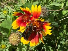 -永定河休闲森林公园