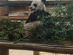 -西霞口神雕山野生动物世界