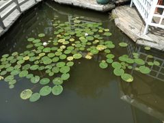 -大鹅岛绿色生态美食园