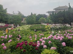 -神州牡丹园
