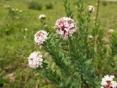 -塞罕坝国家级自然保护区