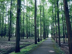 -东平国家森林公园
