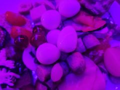 -zarah(鼓楼店)