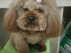 -菲丽丝宠物医院·24小时·猫科中心·免疫点(淮海分院)