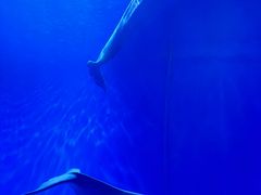 -多彩贵州城极地海洋世界