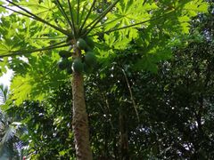 -海南槟榔谷黎苗文化旅游区