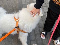 -喜茶(深圳喜荟城店)